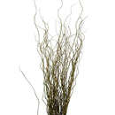 Kit 20 Galhos Seco Vime Torto 1 Metro