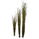 Kit 30 Galhos Seco Vime Torto 1 Metro Seco Desidratado