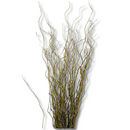 Kit 30 Galhos Seco Vime Torto 1 Metro Seco Desidratado