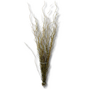 Kit 10 Galhos Seco Vime Torto 1.5 Metro Desidratados