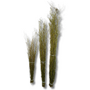 Kit 10 Galhos Seco Vime Torto 1.5 Metro Desidratados