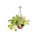 1 Planta Jiboia Branca Variegata Epipremnum Pinnatum Cuia 21