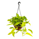 1 Planta Jiboia Neon Limão Epipremnum Aureum Cuia 21