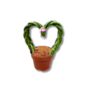 Sansevieria Trançada Coração Planta Natural Decorativa Casa