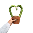 Sansevieria Trançada Coração Planta Natural Decorativa Casa