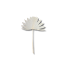 3 Latânia Pequena Leque Alvejada Decoração Desidratado 50cm