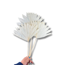 3 Latânia Pequena Leque Alvejada Decoração Desidratado 50cm