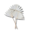 3 Latânia Pequena Leque Alvejada Decoração Desidratado 50cm