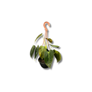 Planta Philodendron Ouro Negro Melanochrysum Exótica Rara Cuia 13