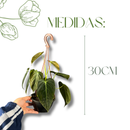 Planta Philodendron Ouro Negro Melanochrysum Exótica Rara Cuia 13