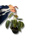 Planta Philodendron Ouro Negro Melanochrysum Exótica Rara Cuia 13