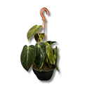 Planta Philodendron Ouro Negro Melanochrysum Exótica Rara Cuia 13