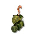 Planta Philodendron Ouro Negro Melanochrysum Exótica Rara Cuia 13
