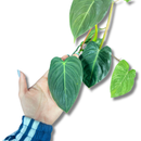 Planta Philodendron Ouro Negro Melanochrysum Exótica Rara Cuia 13