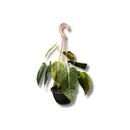 Planta Philodendron Ouro Negro Melanochrysum Exótica Rara Cuia 13