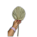 Kit 3 Mini Folha De Palmeira Latania Leque Redonda Desidratada Seca