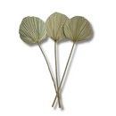 Kit 3 Mini Folha De Palmeira Latania Leque Redonda Desidratada Seca