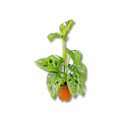 1 Mini Costela-de-eva Adansonii Obliqua Folha Furada Pote 11