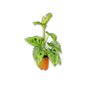 1 Mini Costela-de-eva Adansonii Obliqua Folha Furada Pote 11