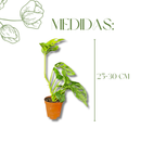 1 Mini Costela-de-eva Adansonii Obliqua Folha Furada Pote 11