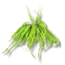 Samambaia Hillis De Cacho- Nephrolepis exaltata - Cuia 32