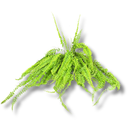 1 Planta Samambaia Hillis Nephrolepis exaltata Cuia 21 - 60Cm