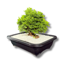 1 Planta Bonsai Anã Árvore Japonesa Bonzai Bon Sai