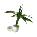 Planta Bambu Da Sorte 3 Haste Vaso Auto Irrigável Branco Lar