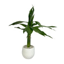 Planta Bambu Da Sorte 3 Haste Vaso Auto Irrigável Branco Lar