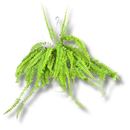 Samambaia Hillis De Cacho- Nephrolepis exaltata - Cuia 32
