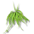Samambaia Hillis De Cacho- Nephrolepis exaltata - Cuia 32