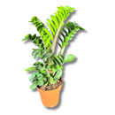 1 Planta Zamioculca Zenzi Verde Zamio Zaza Verde