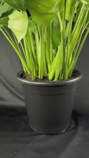 Costela De Adão Gigante Monstera Deliciosa Pote30 Ornamental
