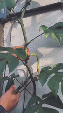 Tutor De Coco Para Plantas Trepadeiras Fibra De Coco Fixo