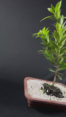 Bonsai Cerejeira 35cm Natural Para Decoração Sala Cereja Lar