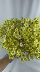 Buquê Flores Rodante Flor De Margarida Amarelo Desidratada