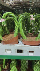 Sansevieria Trançada Coração Planta Natural Decorativa Casa