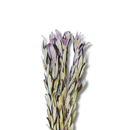 Protea Safari Natural Desidratada Arranjo Luxo Com 1 Haste