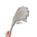 Buquê Desidratado Rabo De Lobo Natural Grande 90cm Casamento