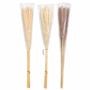 Mini Pampas Pluma Grass Desidratado 70cm Hastes Naturais