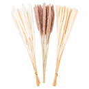 Mini Pampas Pluma Grass Desidratado 70cm Hastes Naturais