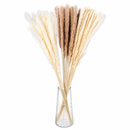 Mini Pampas Pluma Grass Desidratado 70cm Hastes Naturais