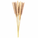 Mini Pampas Pluma Grass Desidratado 70cm Hastes Naturais