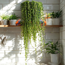 1 Planta Colar De Pérola Verde Rosário Natural cuia 13