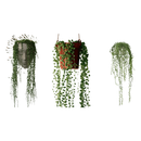 1 Planta Colar De Pérola Verde Rosário Natural cuia 13