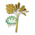 1 Buquê Trigo Chines Desidratado Seco Composição Arranjo Floral