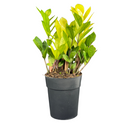 1 Planta Zamioculca Camaleão Variegata Zamio Zaza Pote17