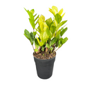 1 Planta Zamioculca Camaleão Variegata Zamio Zaza Pote17