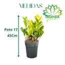 1 Planta Zamioculca Camaleão Variegata Zamio Zaza Pote17