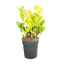 1 Planta Zamioculca Camaleão Variegata Zamio Zaza Pote17